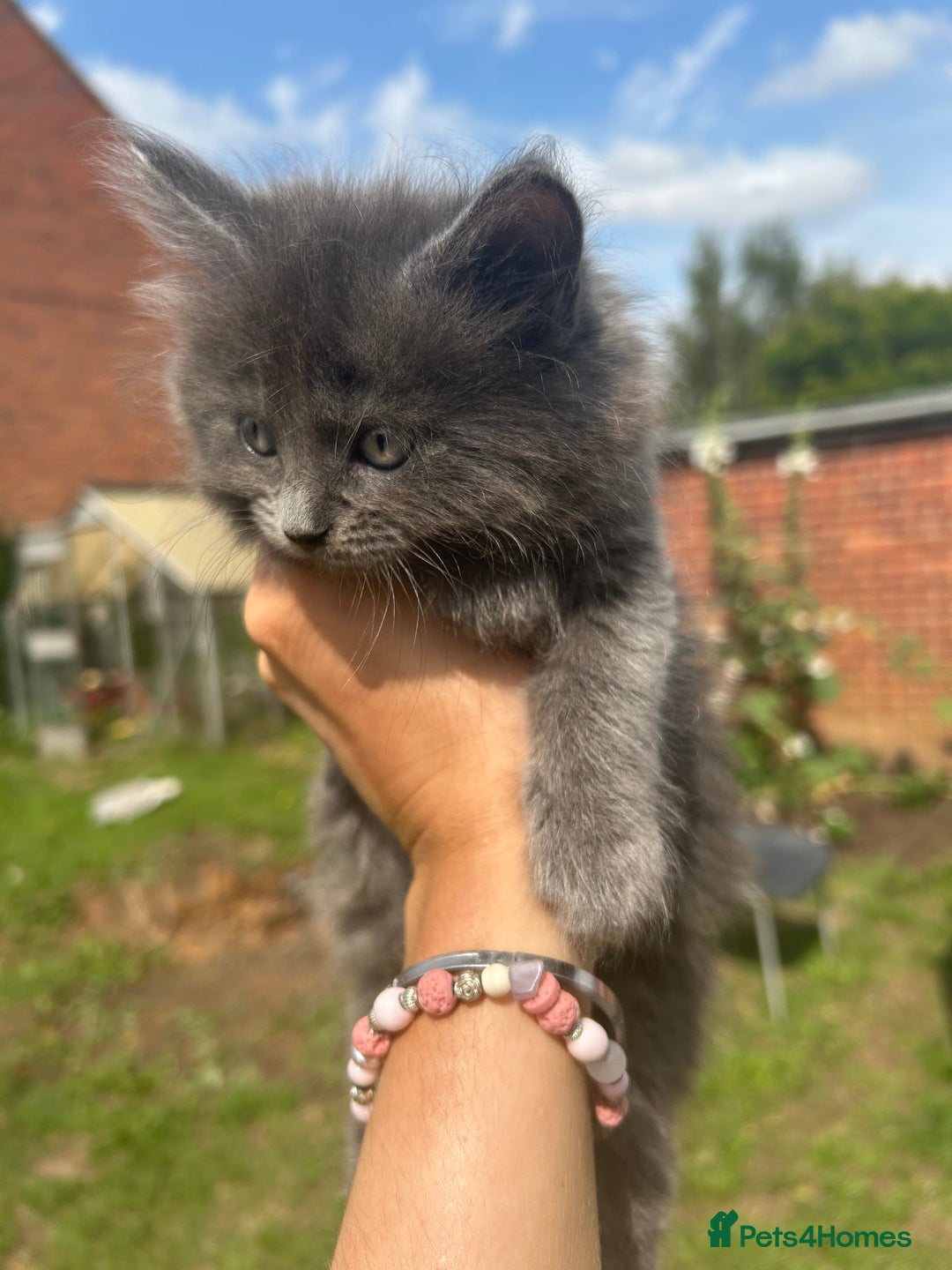 British Shorthair cats for sale: British short mix kitten  - Image 2