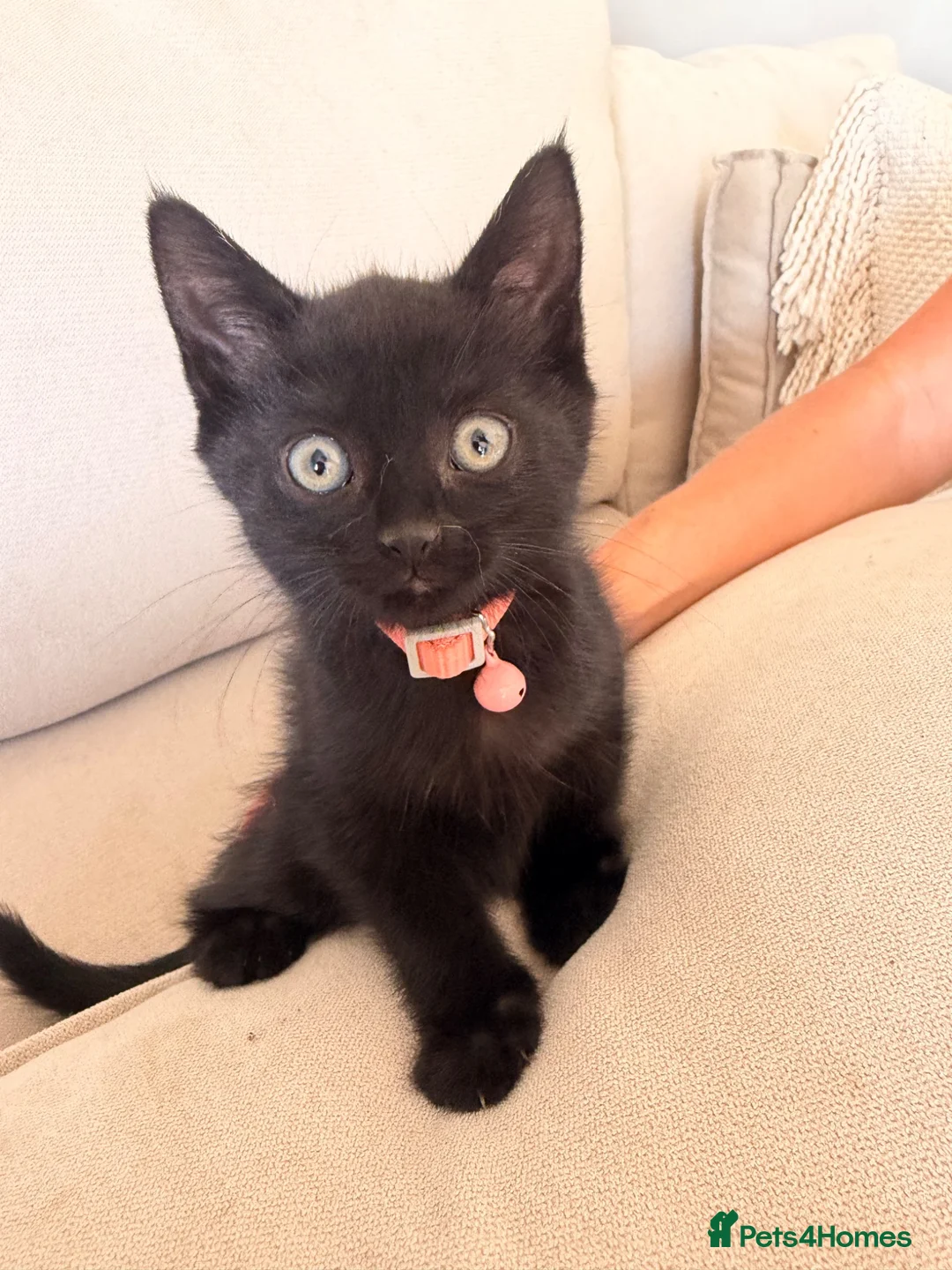Mixed Breed cats for sale: Beautiful Turkish Angora Mix Kittens in Lincoln - Advert 16