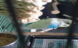Budgerigars birds for sale: Bonded pair of budgies  - Image 4
