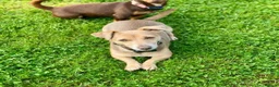 Jack Russell dogs for sale: Mini Jack Russel Terriers in Chelmsford - Advert 2