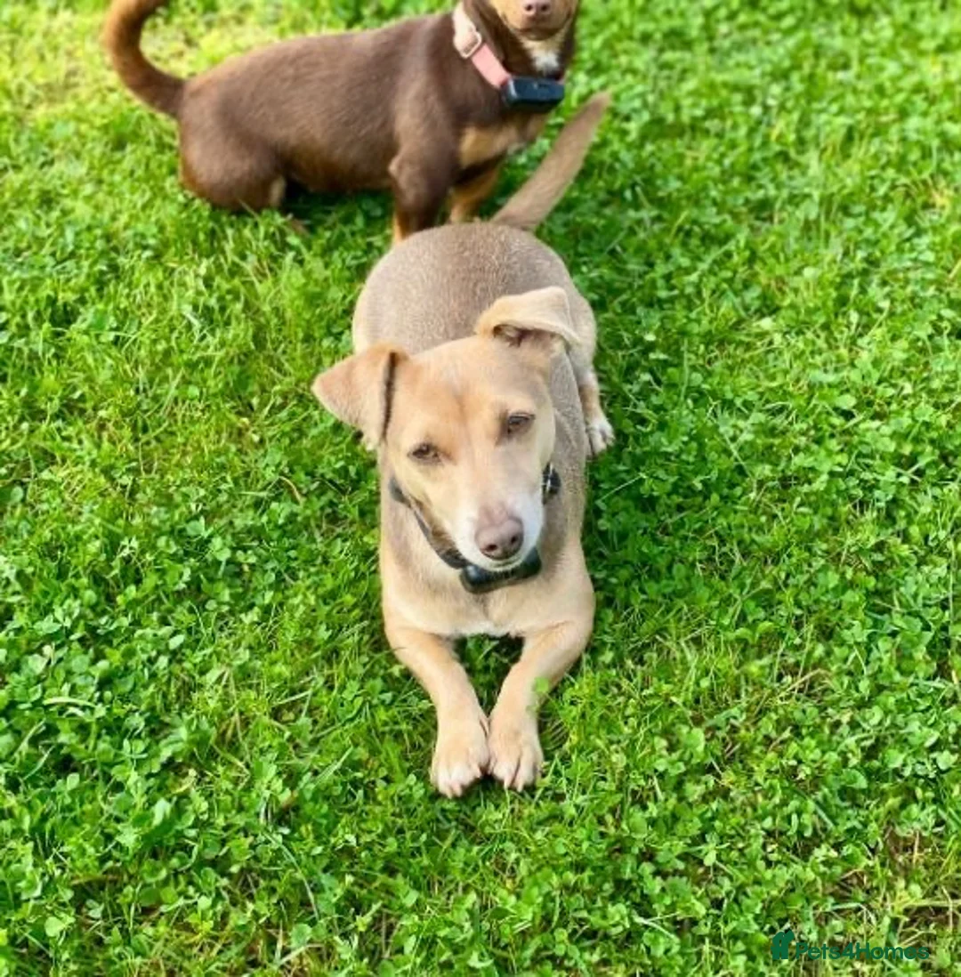 Jack Russell dogs for sale: Mini Jack Russel Terriers in Chelmsford - Advert 2