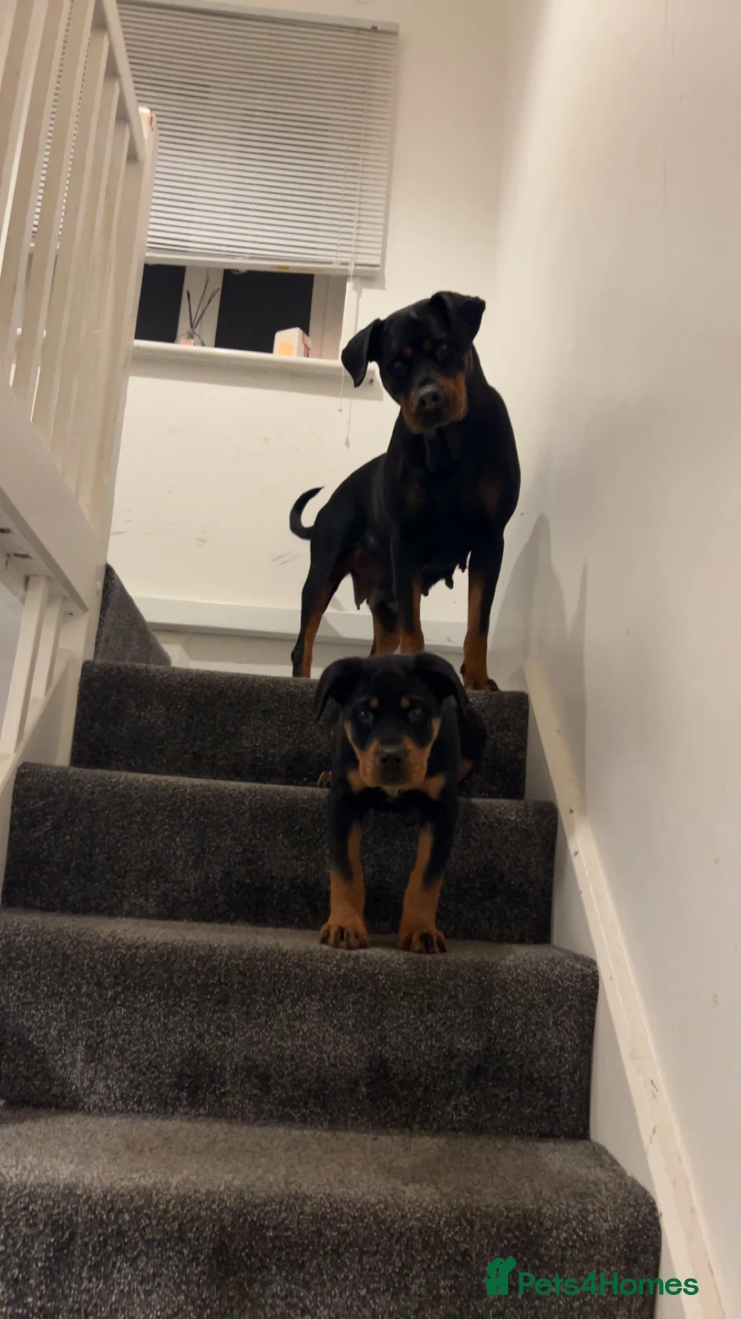 Rottweiler dogs for sale: 4 month old female puppy  - Advert 6