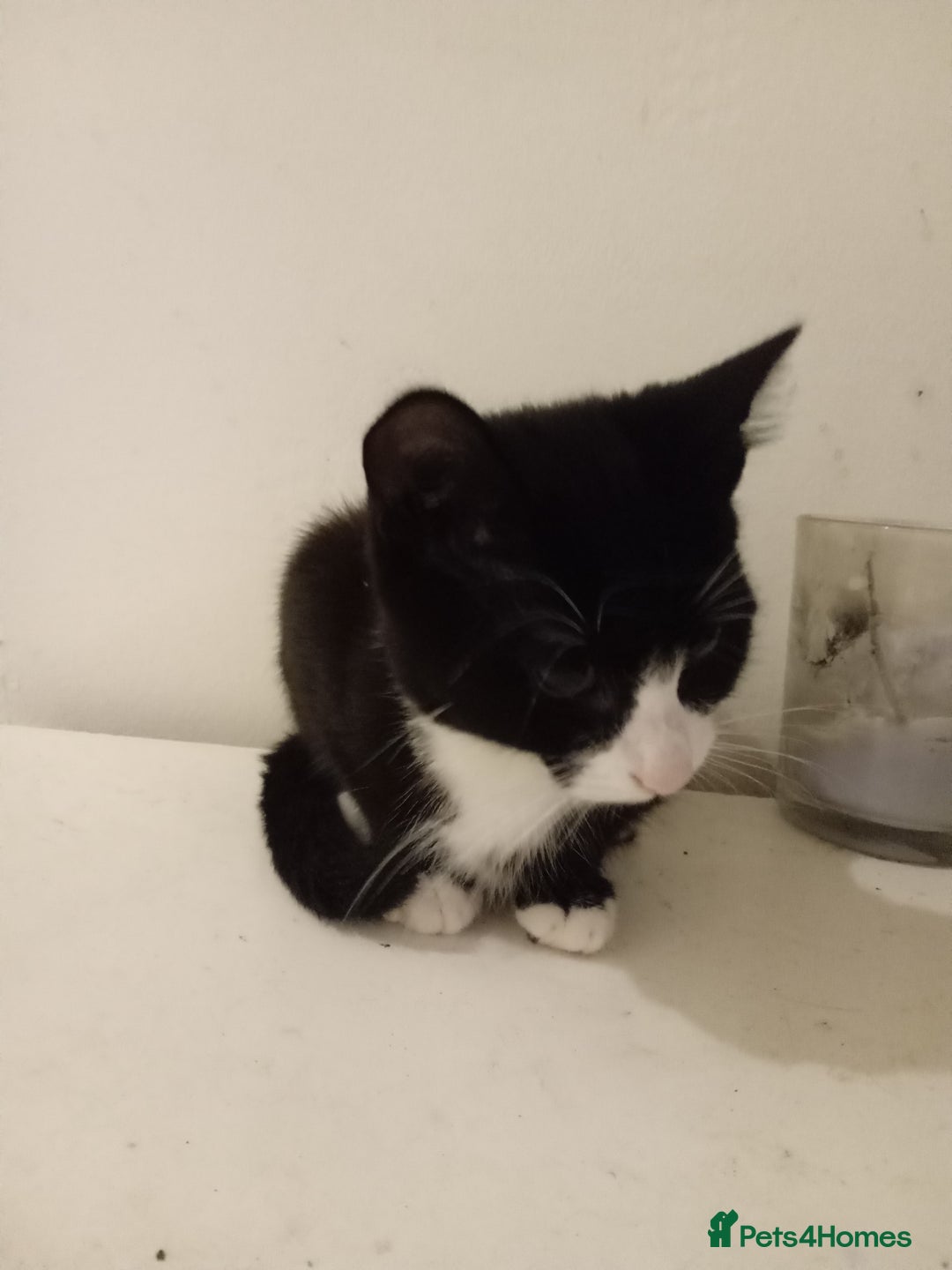 British Longhair cats for sale: Poppy (female) - Image 6
