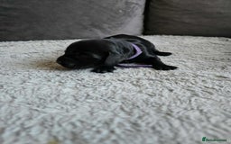 Sprocker dogs for sale: Sprocker Spaniel Puppies  - Image 4