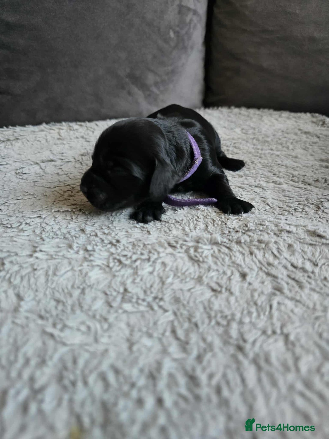 Sprocker dogs for sale: Sprocker Spaniel Puppies  - Image 4