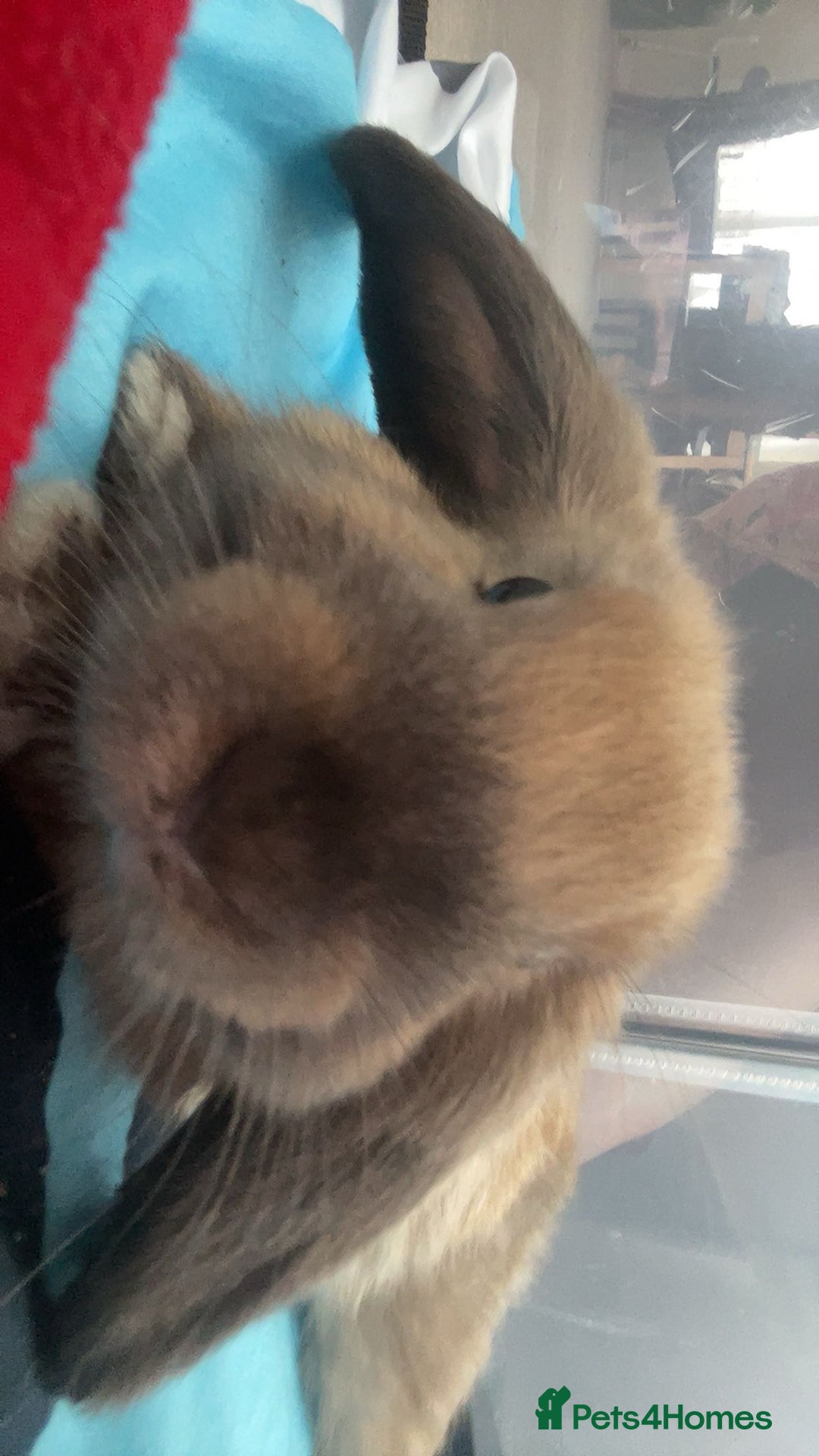 Mini Lop rabbits for sale: Meet Nyllah – Our Sweet Mini Lop Girl  - Advert 12