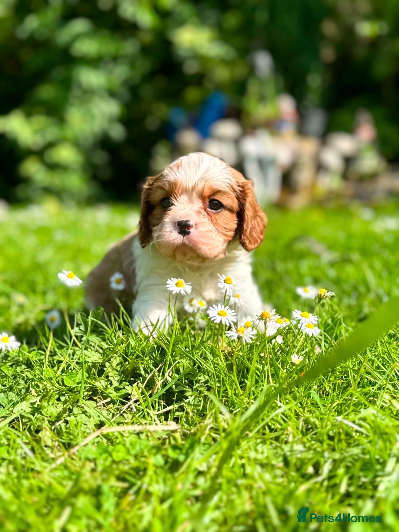 Cavalier King Charles Spaniel dogs KC. C.K.C.S from Champion Show Lines - Advert 1