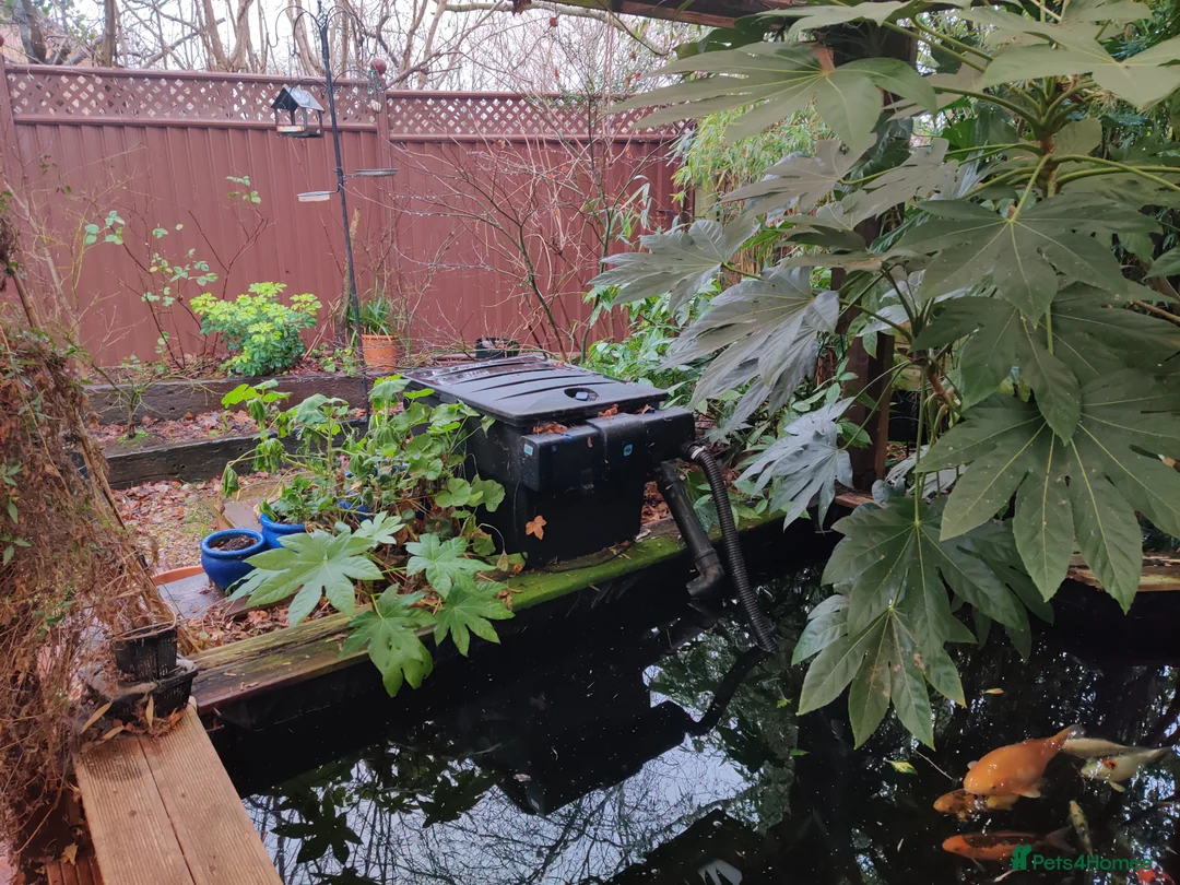 Koi Carp fish for sale: Pond Closure, Taunton, PM for more Details,  - Advert 2