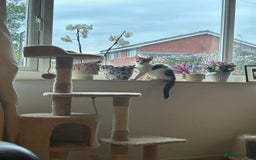 Domestic Shorthair cats for sale: Female Calico - Image 6