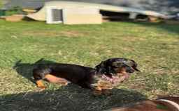 Dachshund dogs for sale: Beautiful Miniature dachshund puppies  - Image 14
