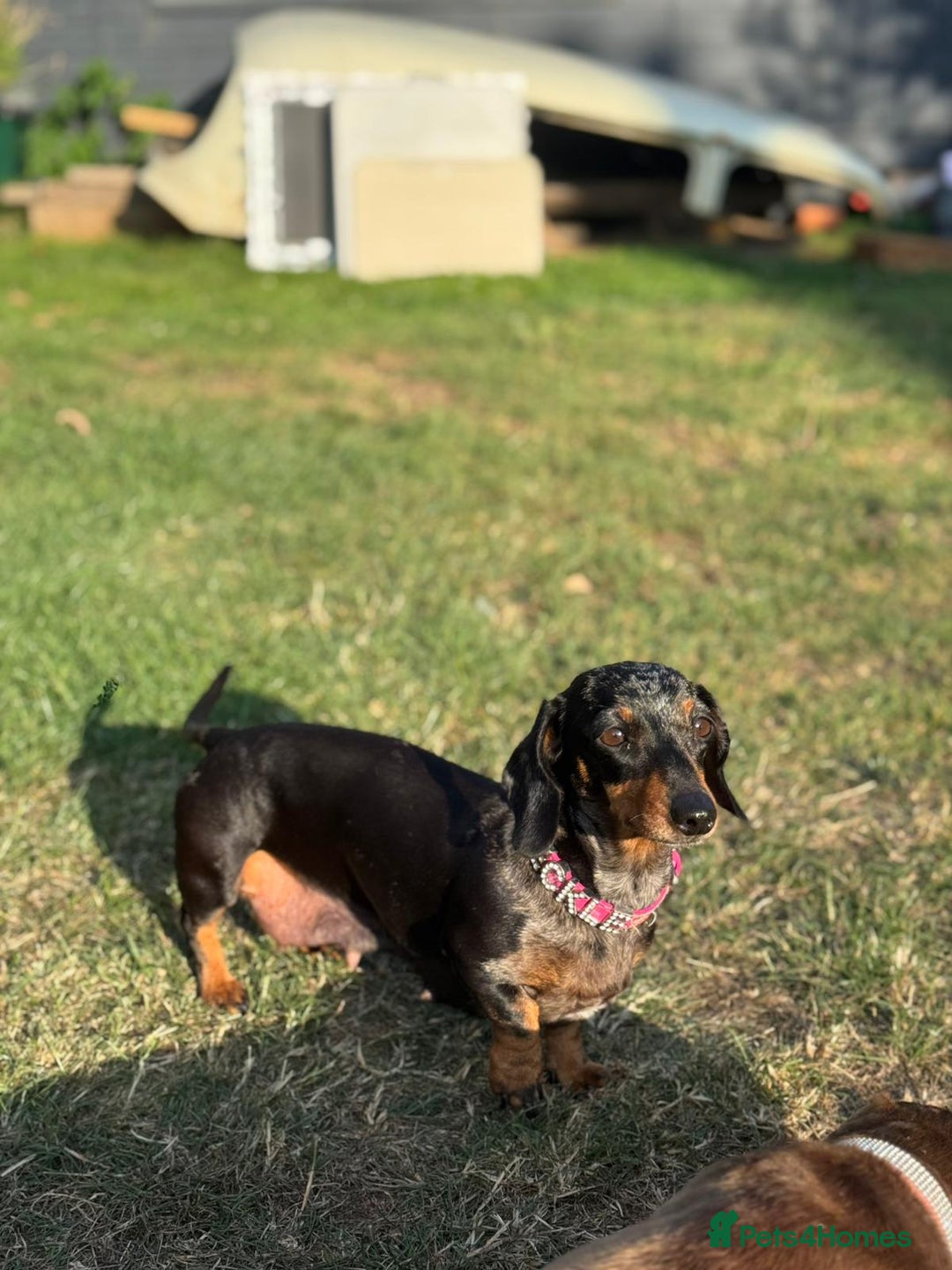 Dachshund dogs for sale: Beautiful Miniature dachshund puppies  - Image 14