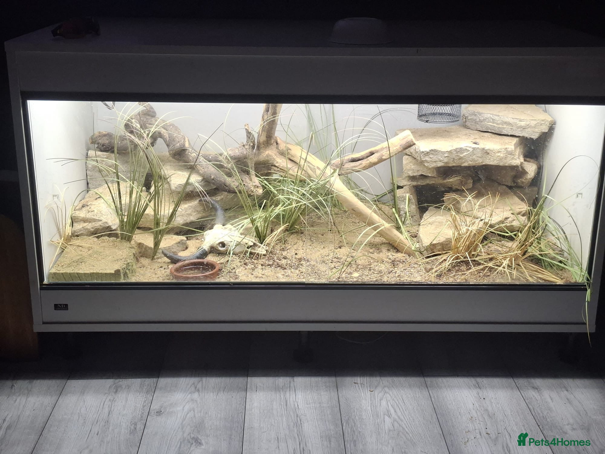 Monitor reptiles Breeding pair of Ackie Monitors plus enclosure - Advert 13