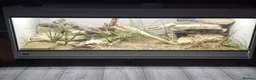 Monitor reptiles for sale: Breeding pair of Ackie Monitors plus enclosure - Advert 1
