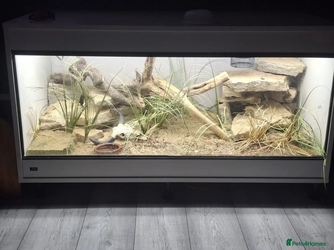 Monitor reptiles for sale: Breeding pair of Ackie Monitors plus enclosure - Advert 1