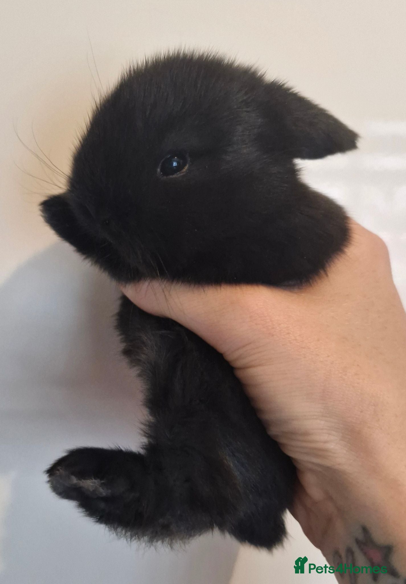Mini Lop rabbits Pure bred mini lops - Advert 5