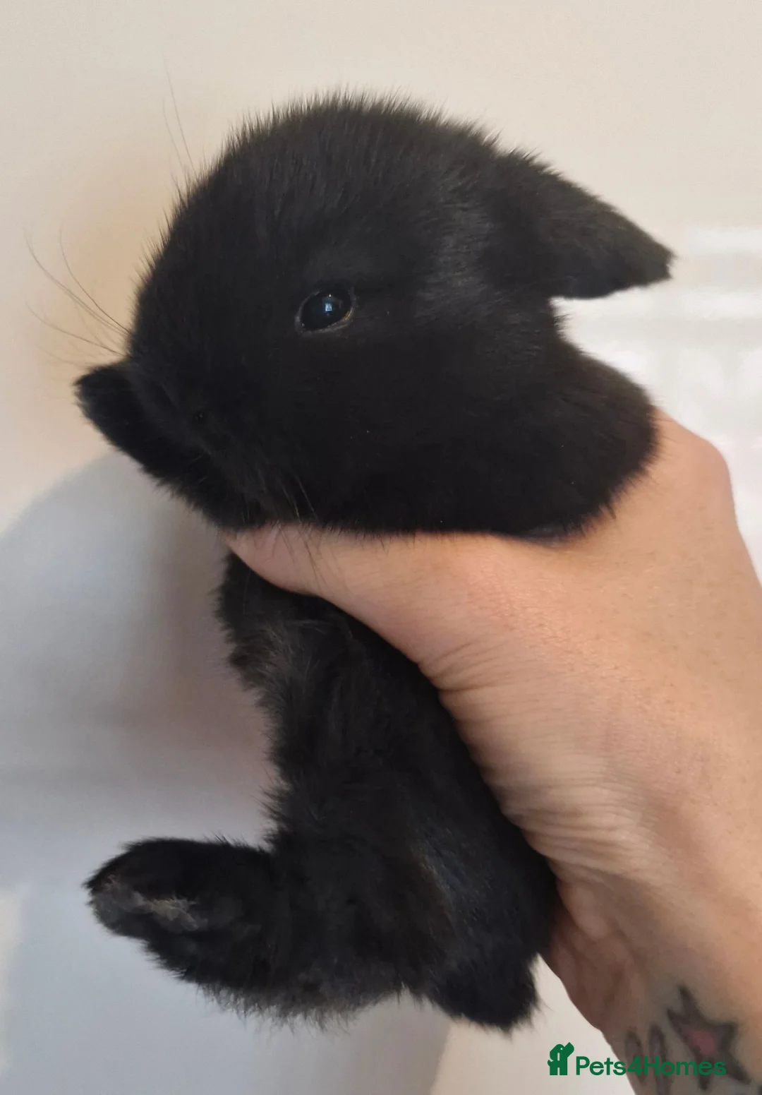 Mini Lop rabbits for sale: Pure bred mini lops - Advert 1