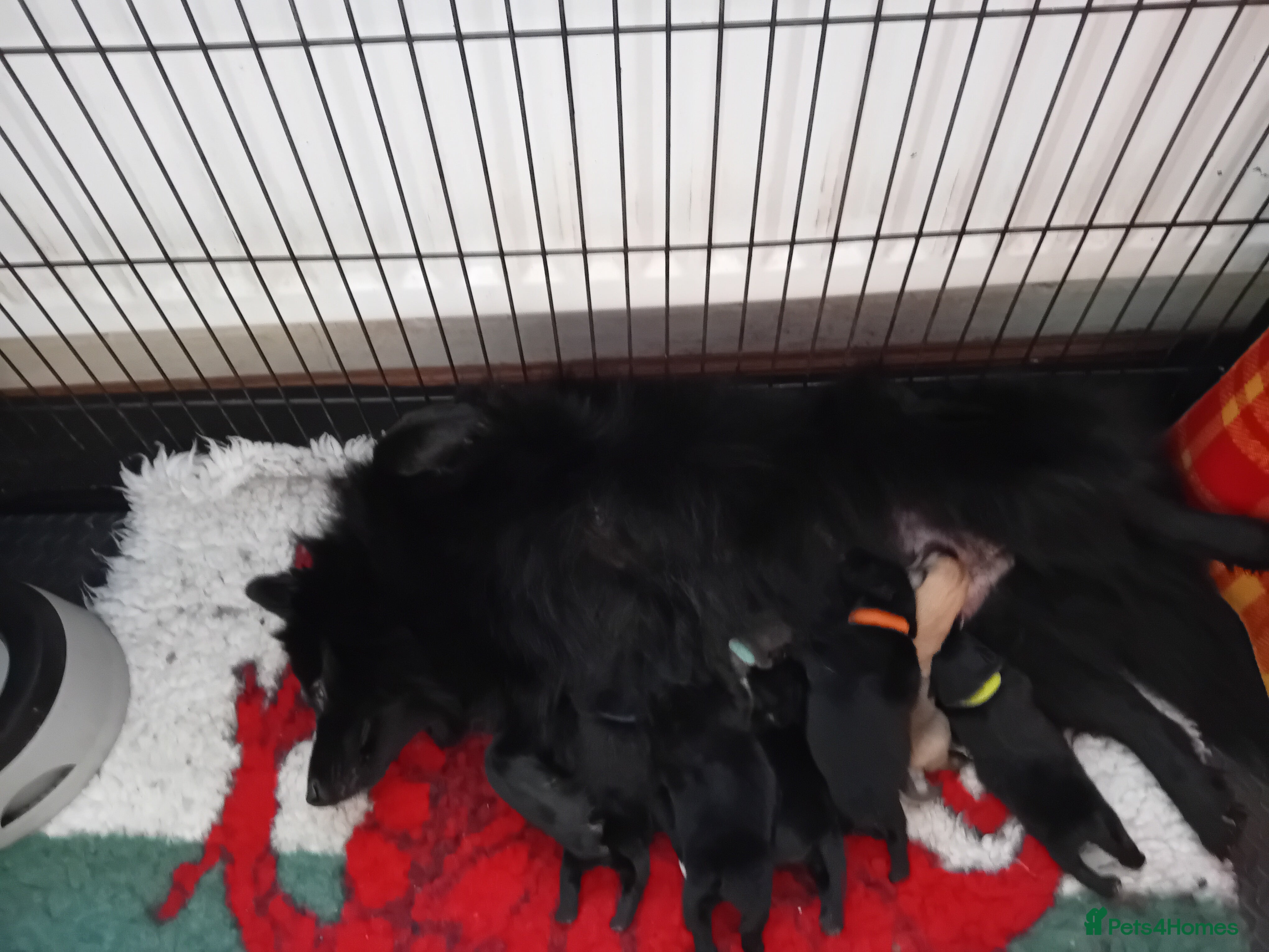 German Spitz dogs German spitz Mittel - Advert 18