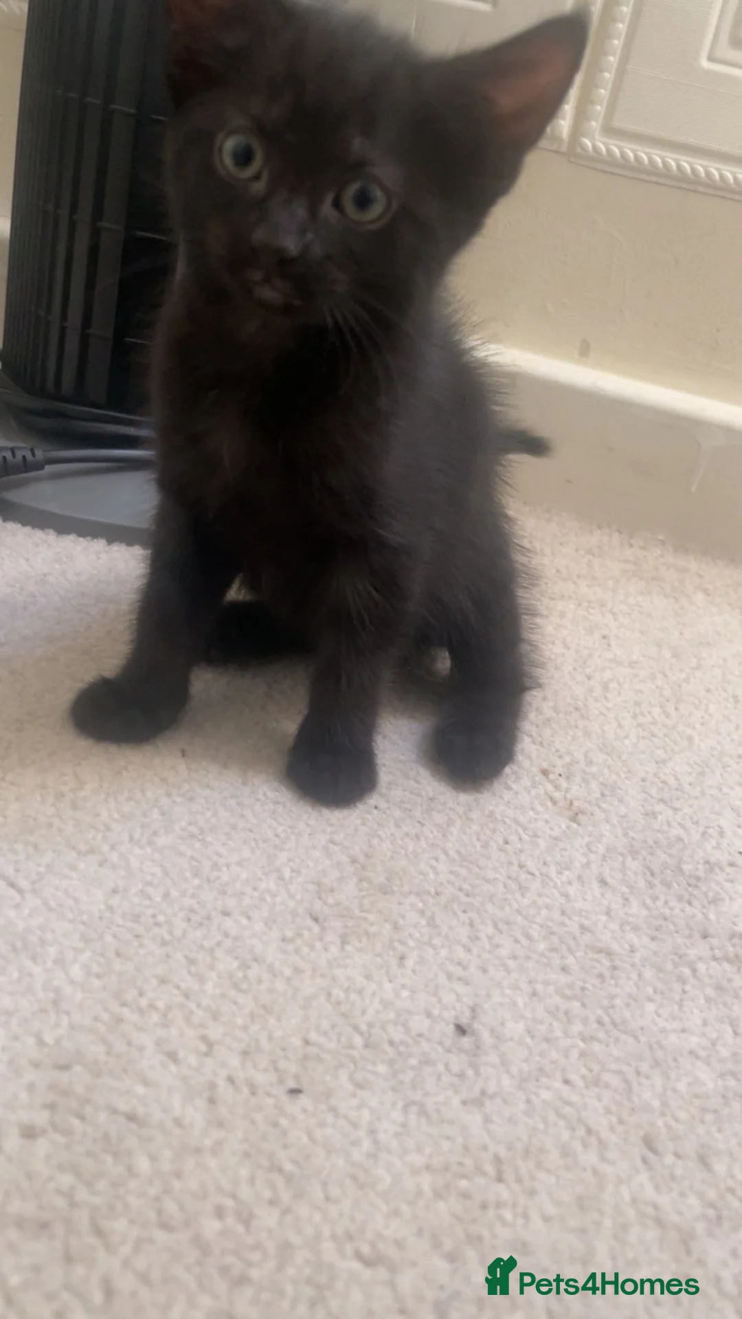 Mixed Breed cats for sale: Two Beautiful Black Female Kittens 10 Weeks Old  in South Croydon - Advert 4