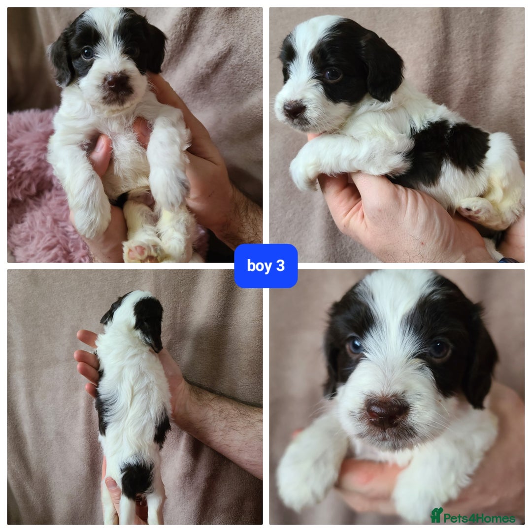 Cockapoo dogs for sale: F1 cockapoos. DNA Health Tested. Chocolate Parti - Advert 10