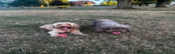 Cockapoo dogs for sale: Coco and willow in Bristol - Advert 3