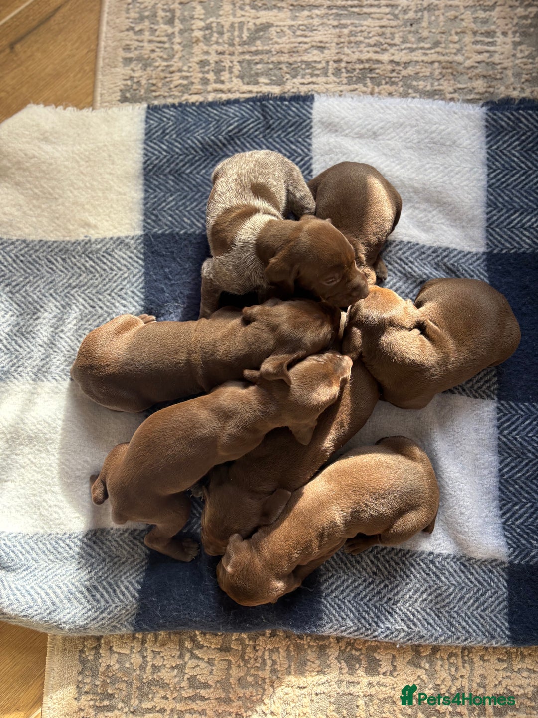 German Shorthaired Pointer dogs for sale: Stunning KC German Shorthaired Pointer Puppies - Image 11