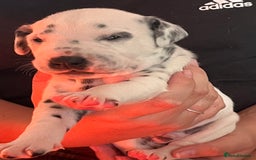 Dalmatian dogs for sale: Stunning Dalmatian puppies KC reg show winners - Image 7