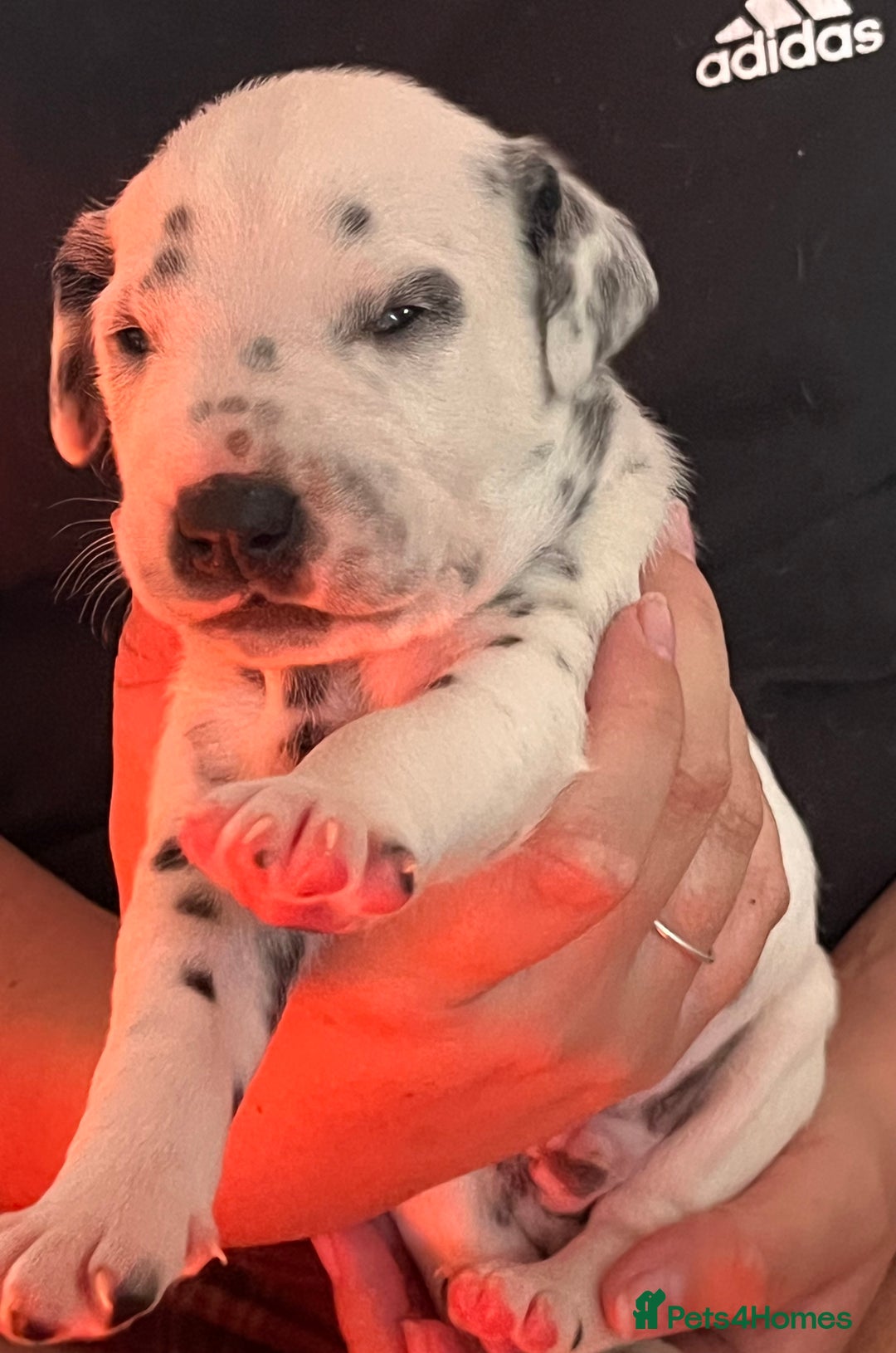 Dalmatian dogs for sale: Stunning Dalmatian puppies KC reg show winners - Image 7