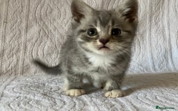 British Shorthair cats for sale: British shorthair kittens  - Image 16
