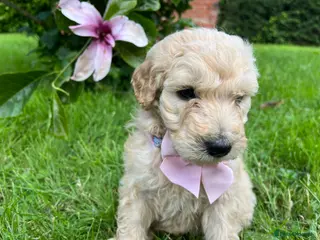 Goldendoodle dogs Standard GoldenDoodle Puppies - Advert 12
