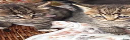 Mixed Breed cats for sale: Blue eyed fluffy babies  - Advert 17