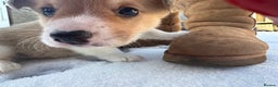 Welsh Corgi Pembroke dogs for sale: Eric the Lucky is looking for his new home 🏡 - Advert 7