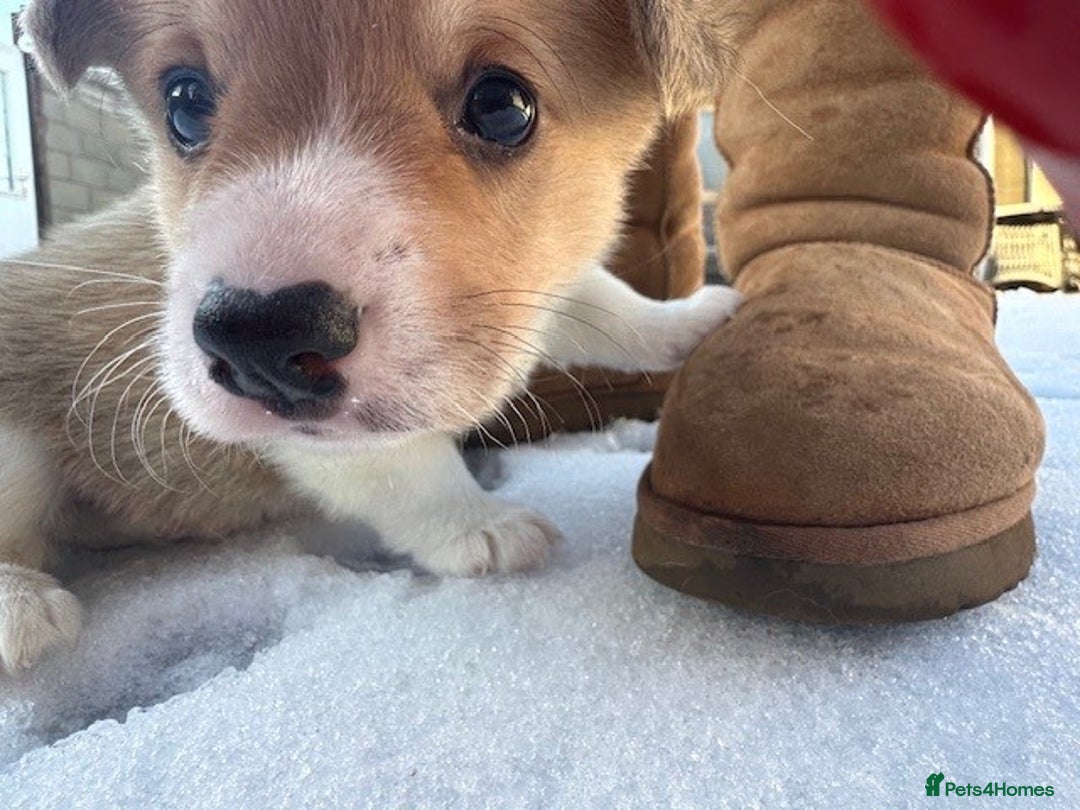 Welsh Corgi Pembroke dogs for sale: Eric the Lucky is looking for his new home 🏡 - Advert 7