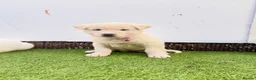 Akita dogs for sale: Akita puppy’s for sale in Birmingham - Advert 19