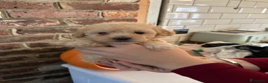 Maltipoo 1