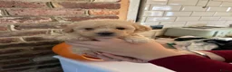 Maltipoo dogs for sale: Beautiful maltipoo puppies 🐶  - Advert 2