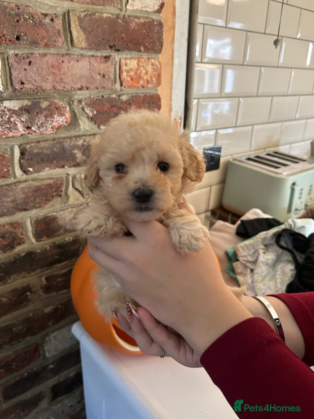 Maltipoo dogs for sale: Beautiful maltipoo puppies 🐶  - Advert 2
