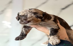 Cockapoo dogs for sale: Stunning Merle cockapoos - Image 20