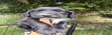 Puppy 5
