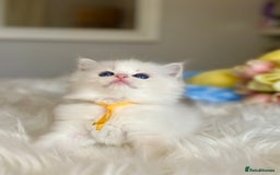 Ragdoll cats for sale: Beautiful pedigree kittens, show quality 💎❤️💎 - Image 2