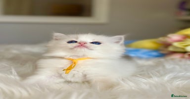 Ragdoll cats - Advert 12