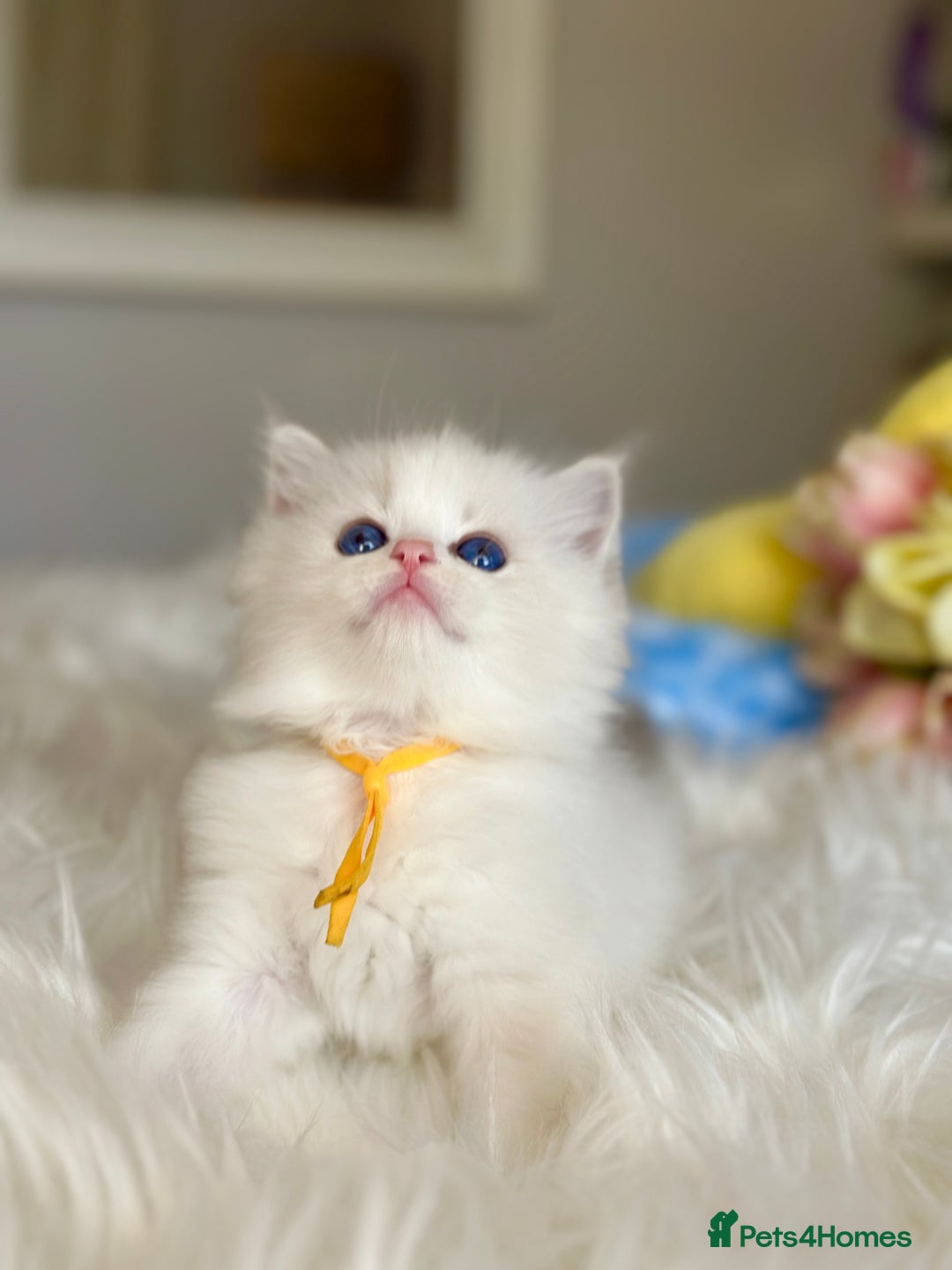 Ragdoll cats for sale: Beautiful pedigree kittens, show quality 💎❤️💎 - Image 2