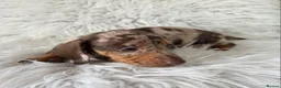 Miniature Dachshund dogs for sale: kc reg, pra clear daxi pups. 5* licensed breeder  - Advert 8