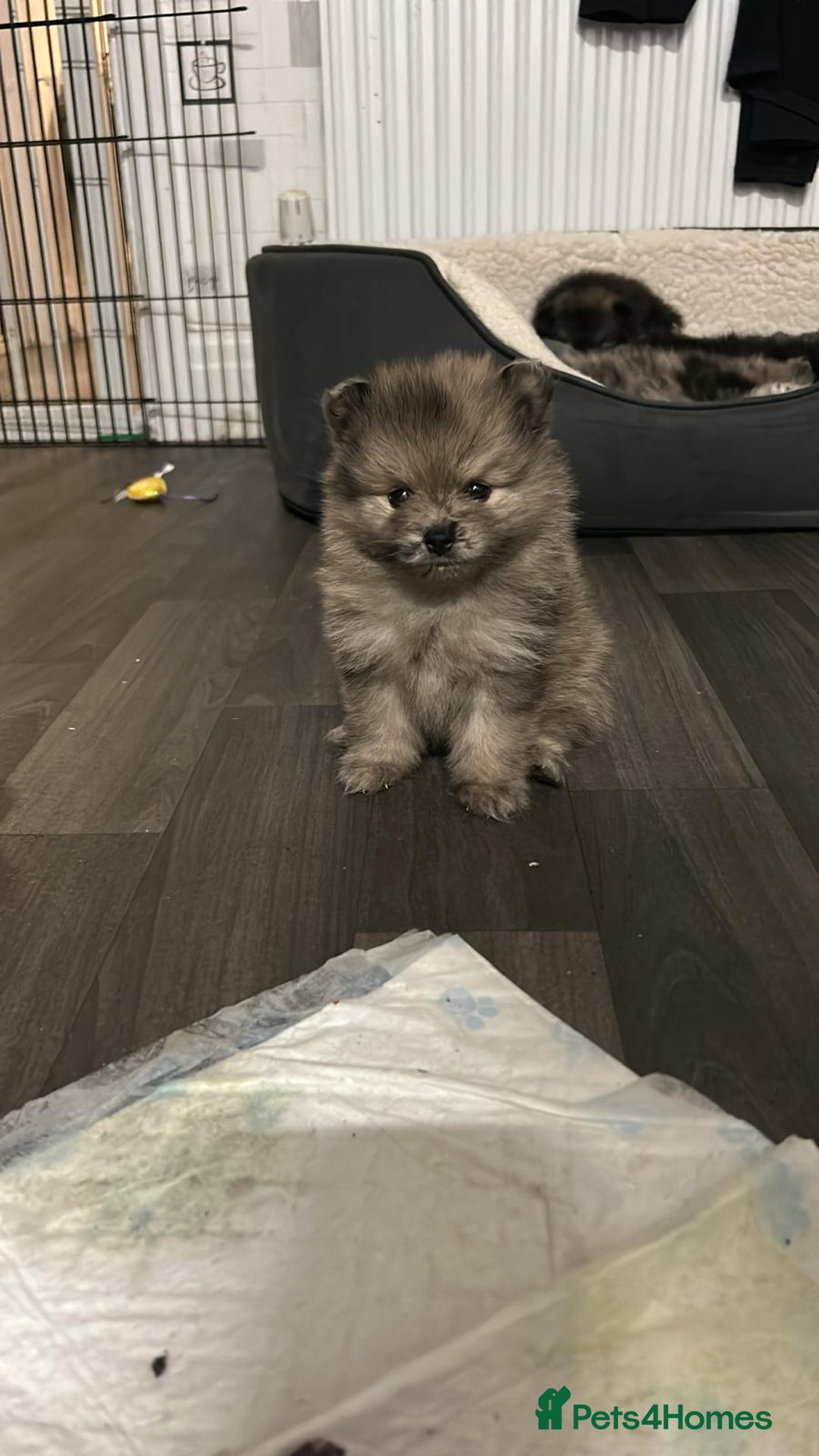 Pomeranian dogs for sale: Litter of pomeranians  - Advert 17