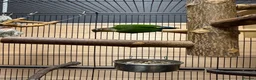 Conures birds for sale: Green Cheek Conures - Advert 2