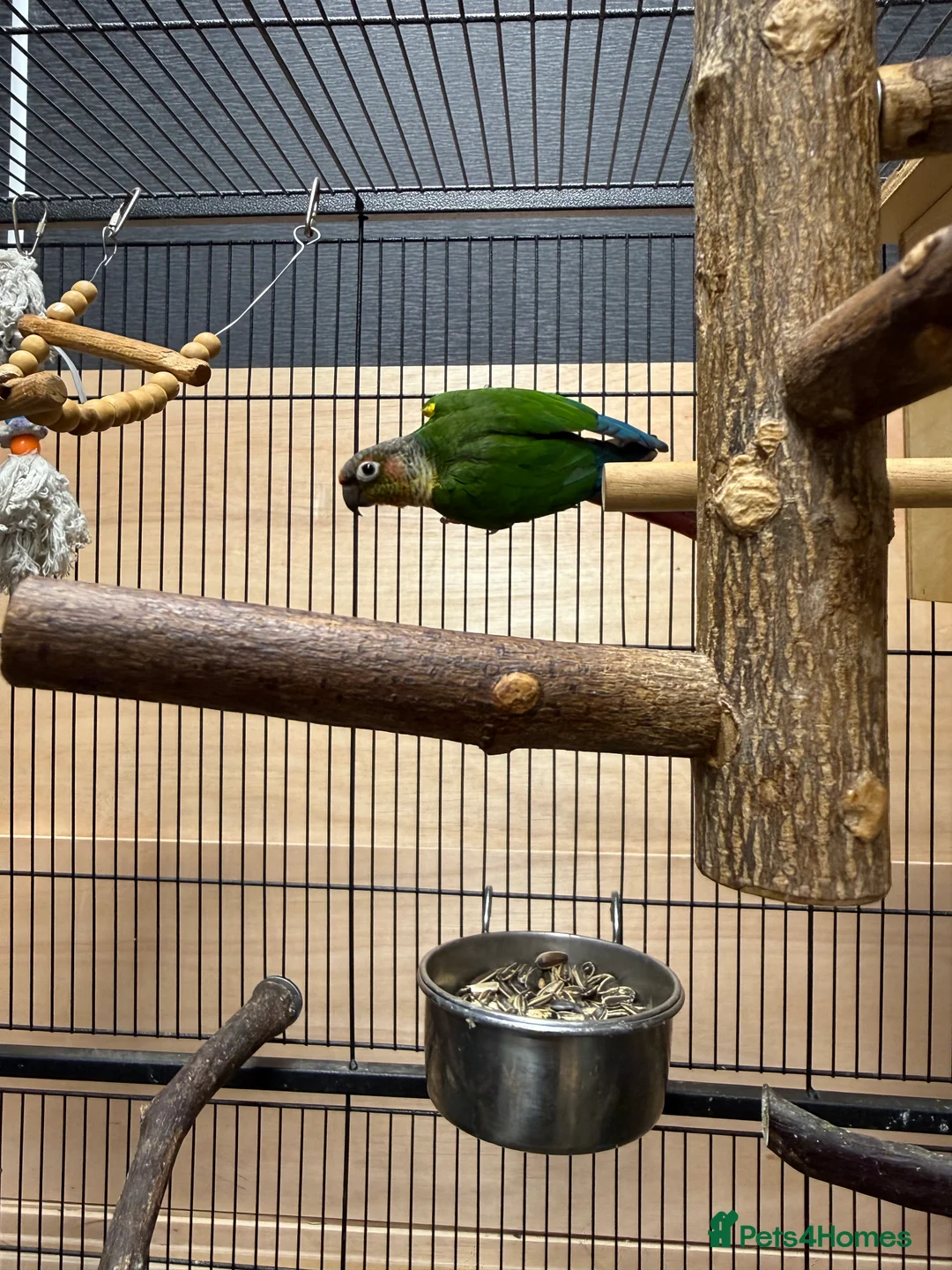 Conures birds for sale: Green Cheek Conures - Advert 2