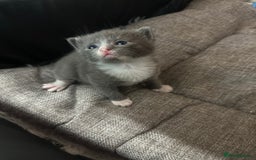 Domestic Shorthair cats for sale: Grey Kittens - Image 6
