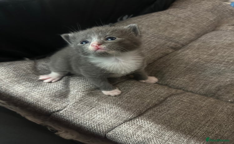 Domestic Shorthair cats - Advert 13