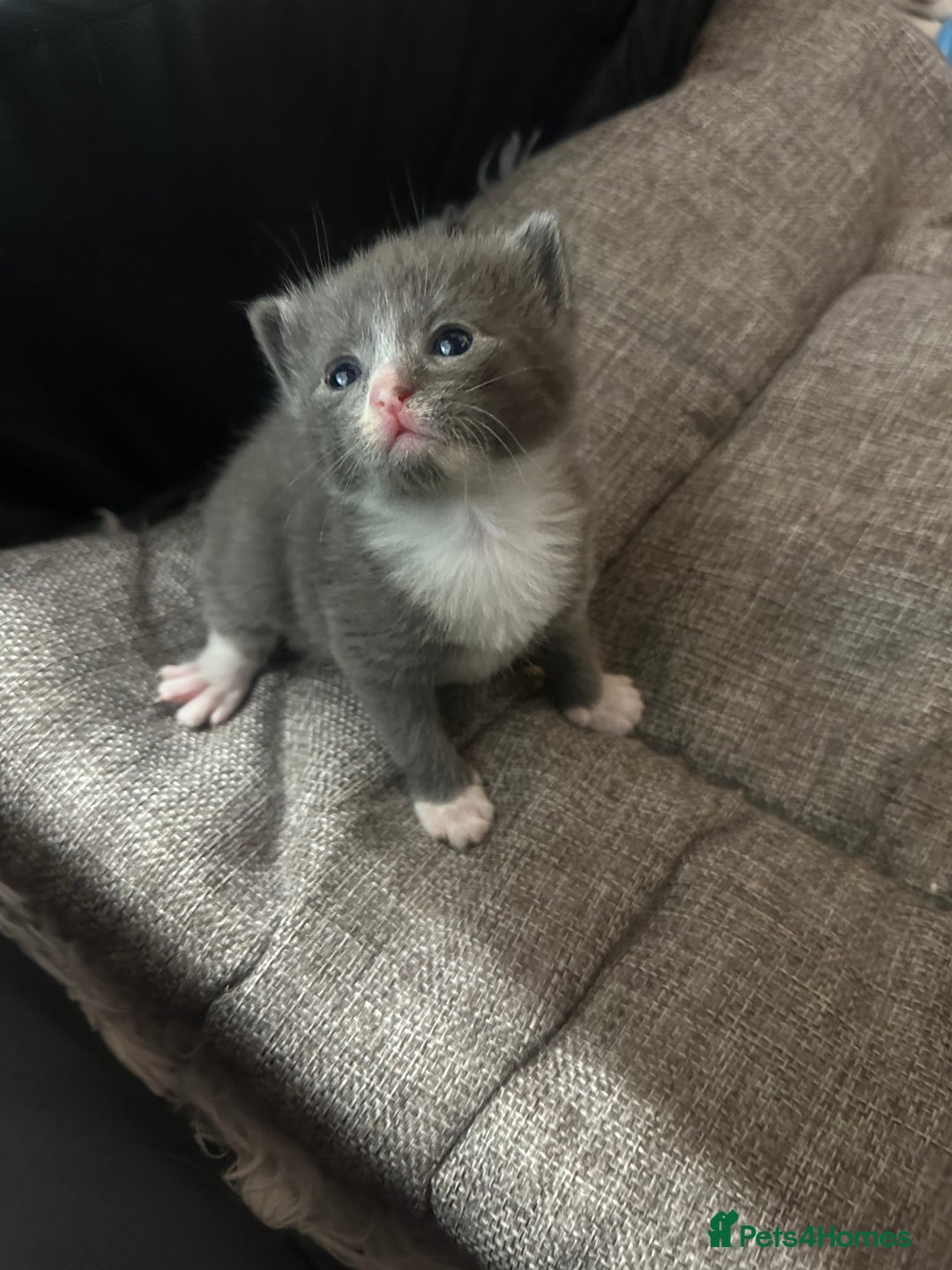 Domestic Shorthair cats for sale: Grey Kittens - Image 6