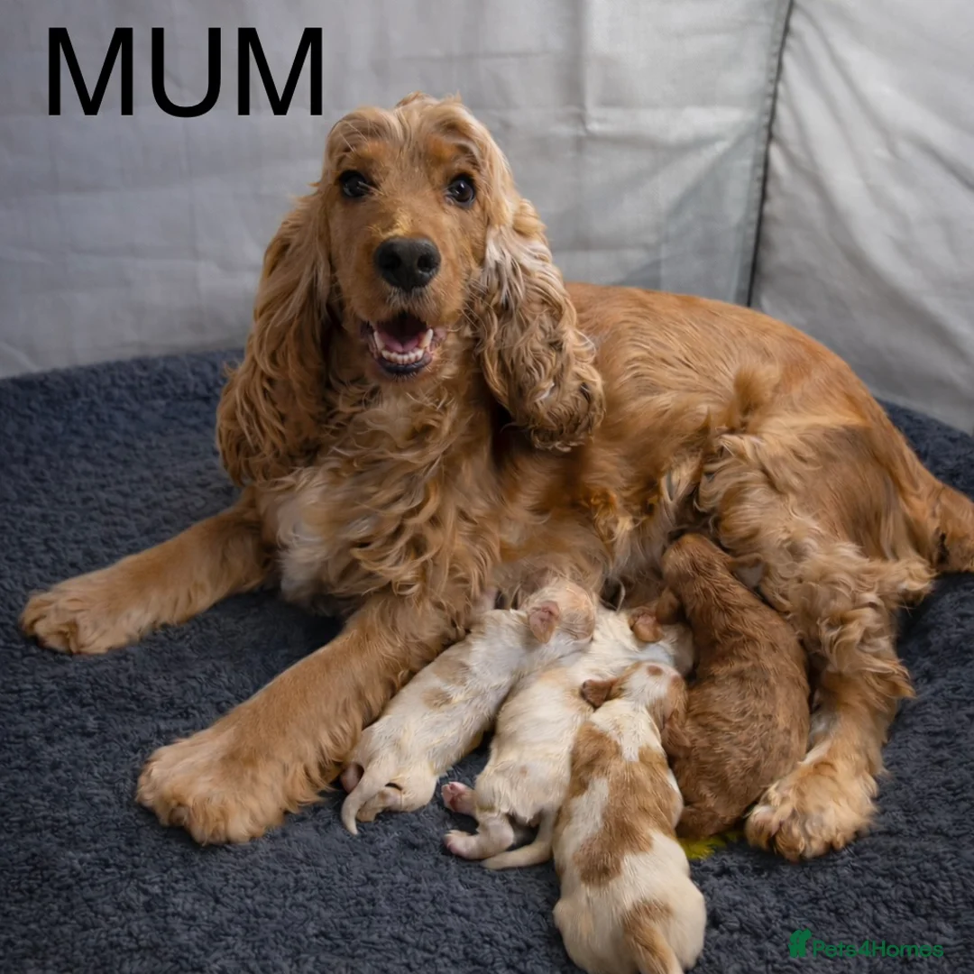 Cocker Spaniel dogs for sale: RARE SABLE KC health tested show cocker puppies - Advert 3