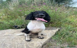 English Springer Spaniel dogs for stud: Black & White Stud - Well Bred/Health Tested in Leigh - Image 2